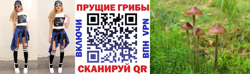 Псилоцибиновые грибы прущие грибы  Сенгилей 